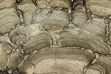 Polished Fossil Stromatolite (Chlorellopsis?) Slab - Wyoming #198010-1